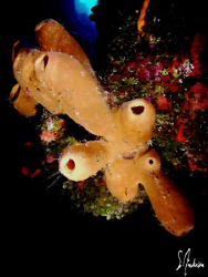 This image was taken during one of the many dives along t... by Steven Anderson 